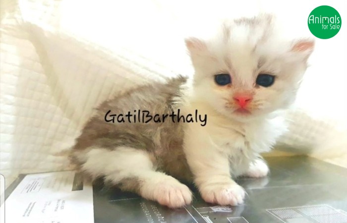 Gatil Munchkin - gatil artesanal especializado em Munchkins