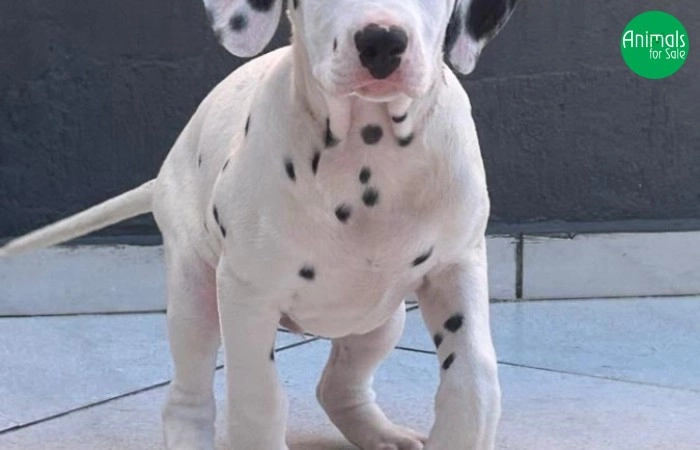 Vende-se espetaculares filhotes de Dálmata com Pedigree