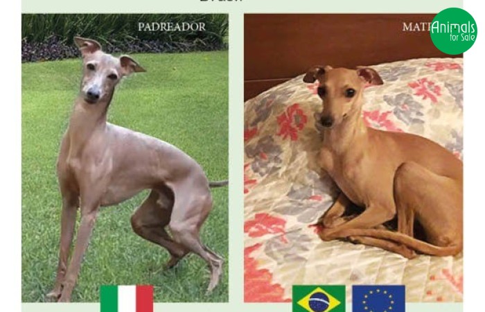 Canil Scuderia dei Baronetti - especializado em Galgo Italiano