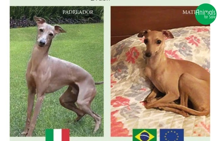 Canil Scuderia dei Baronetti - especializado em Galgo Italiano
